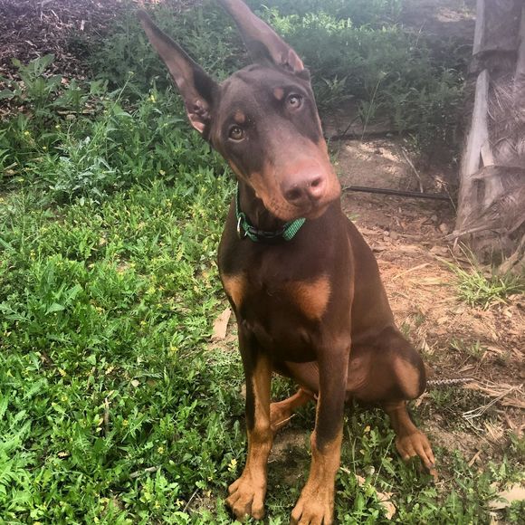 Meet your Posher, Carolyn - Picture 1 of 1